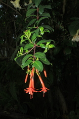 Fuchsia venusta