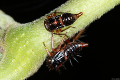 Membracidae