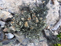 Usnea trachycarpa