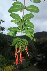 Fuchsia venusta