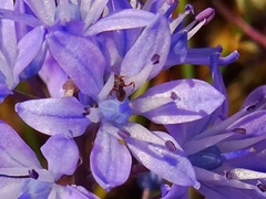 Scilla verna