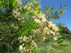 Robinia pseudoacacia
