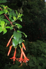 Fuchsia venusta