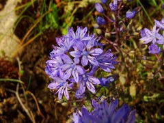 Scilla verna