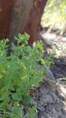 Galium californicum