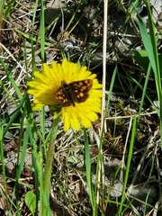 Carterocephalus skada