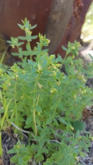 Galium californicum