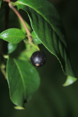 Fuchsia venusta