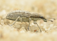 Charagmus griseus