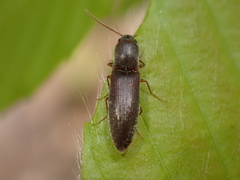 Agriotes oblongicollis