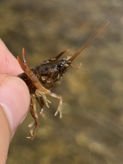 Cambarus bartonii cavatus
