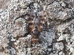 Ceroxys hortulana