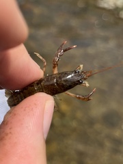 Cambarus bartonii cavatus