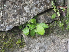 Bothriospermum zeylanicum