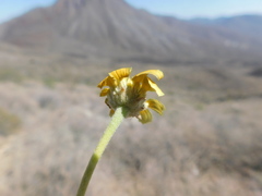 Heliopsis parvifolia