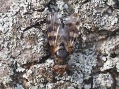 Ceroxys hortulana