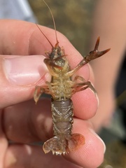 Cambarus bartonii cavatus