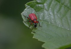 Apoderus coryli