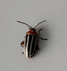 Disonycha pensylvanica