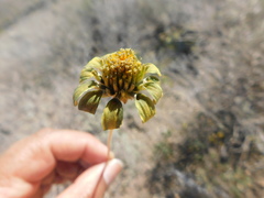 Heliopsis parvifolia