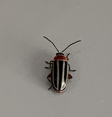 Disonycha pensylvanica