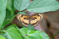 Byblia anvatara crameri