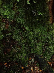 Psoroma asperellum