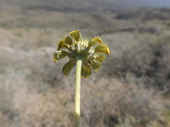 Heliopsis parvifolia