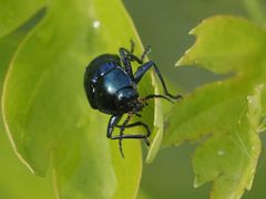 Cryptocephalus schaefferi