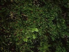 Psoroma asperellum