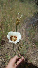 Calochortus vestae