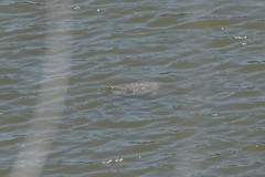 Apalone mutica mutica