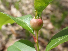 Contarinia cerasiserotinae