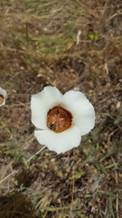 Calochortus vestae