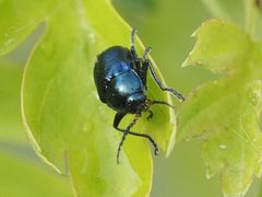 Cryptocephalus schaefferi