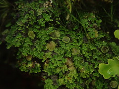 Psoroma asperellum
