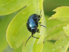 Cryptocephalus schaefferi