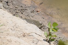 Apalone mutica mutica