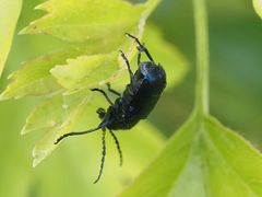 Cryptocephalus schaefferi