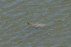 Apalone mutica mutica