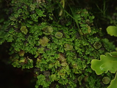 Psoroma asperellum