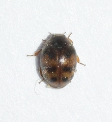 Nephus kiesenwetteri