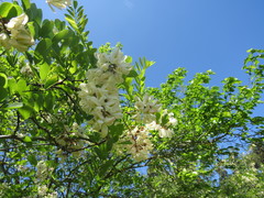 Robinia pseudoacacia