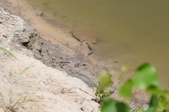 Apalone mutica mutica