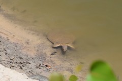 Apalone mutica mutica