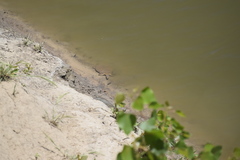 Apalone mutica mutica