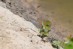 Apalone mutica mutica