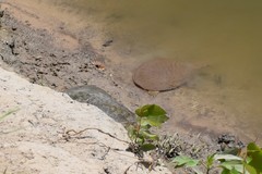 Apalone mutica mutica