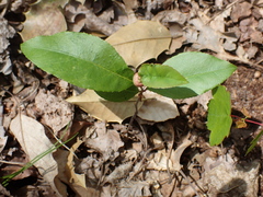 Contarinia cerasiserotinae