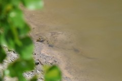 Apalone mutica mutica